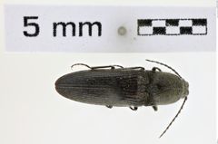 Foto (Dorsalansicht) von Gambrinus seminudus (NHMW-ZOO-COL-0008590)